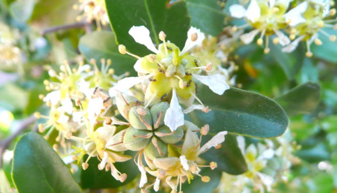 Quillaja saponaria