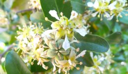 Quillaja saponaria
