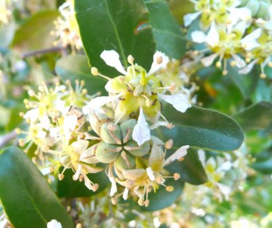 Quillaja saponaria