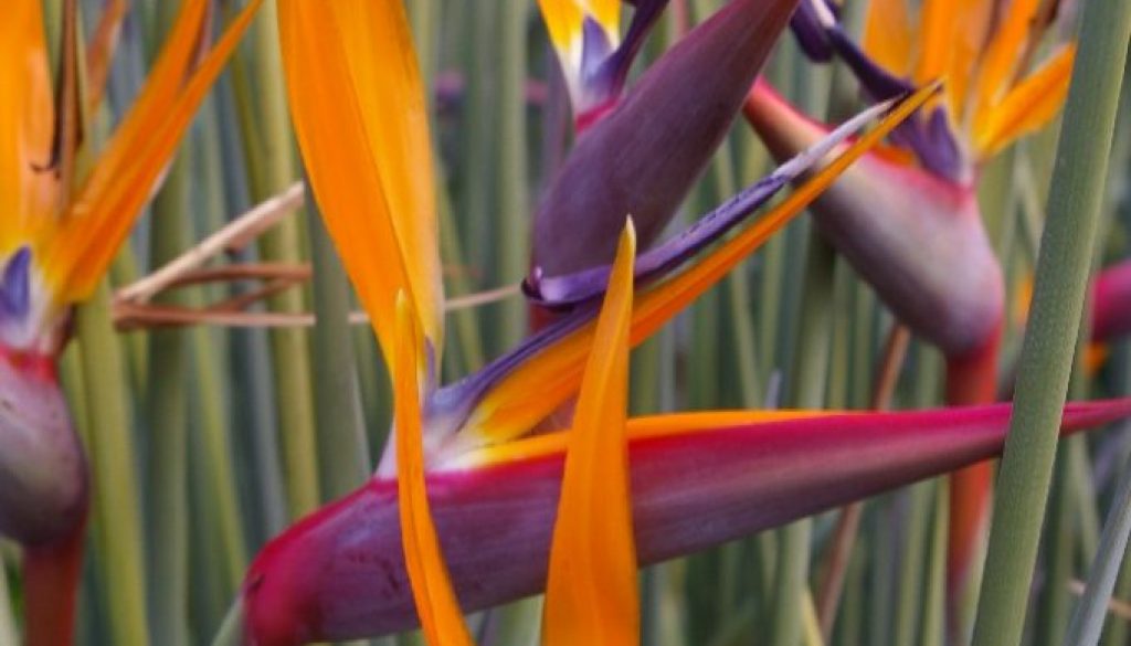 Strelitzia juncea