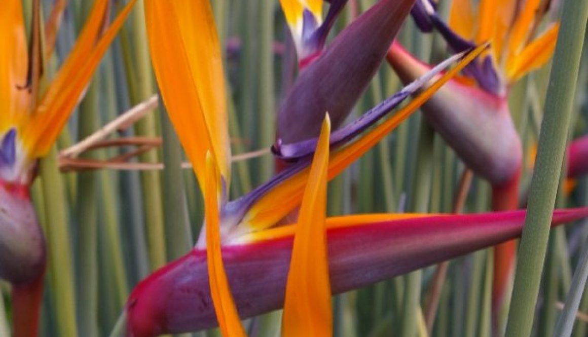 Strelitzia juncea