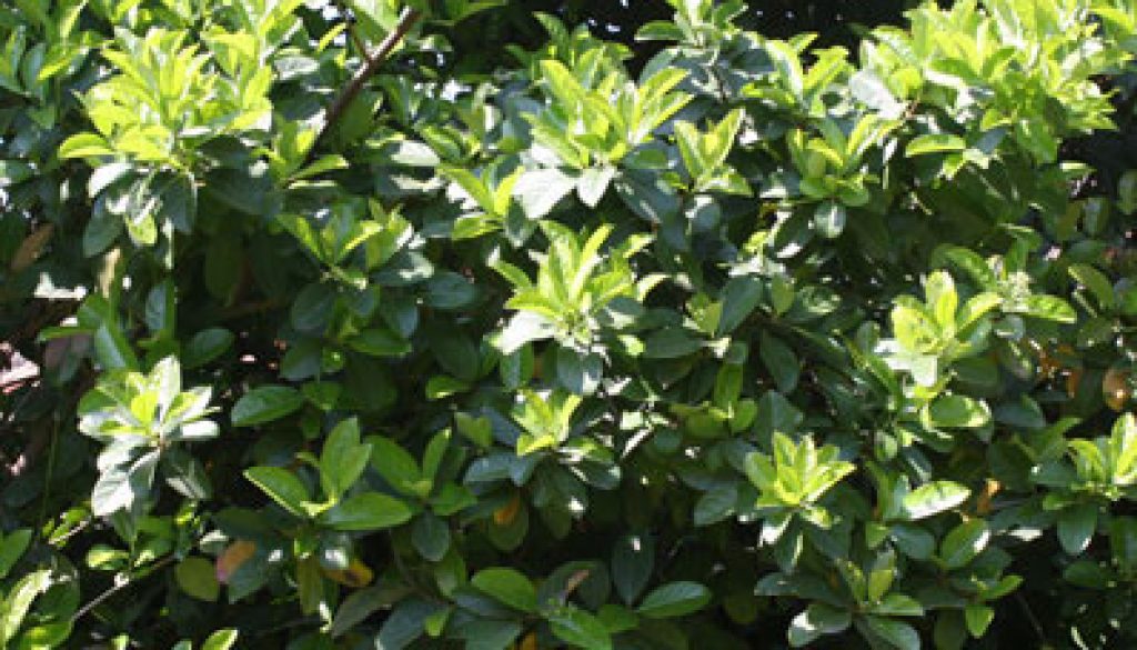 Viburnum-Mascantha