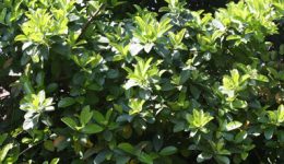 Viburnum-Mascantha