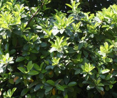 Viburnum-Mascantha