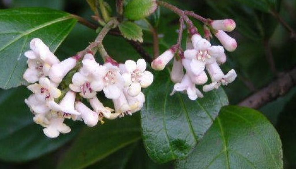 Viburnum rotundifolia