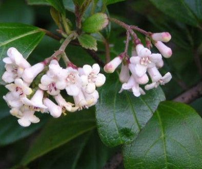 Viburnum rotundifolia