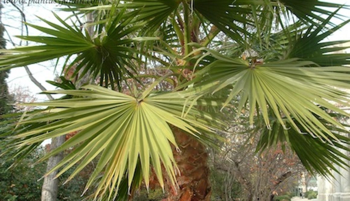 Washingtonia-filifera