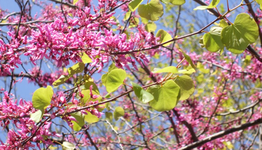 arbol-de-judea