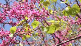 arbol-de-judea