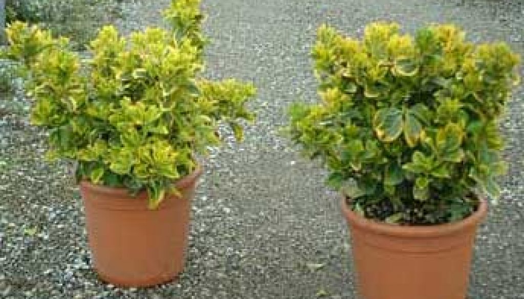euonymus-japonicus-aureo