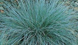 festuca-glauca