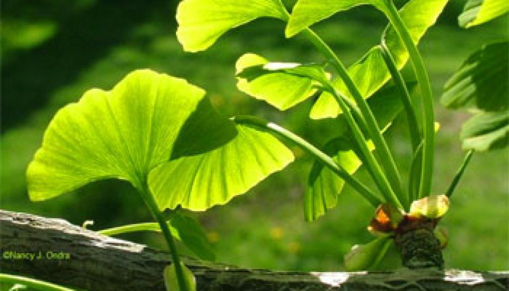 ginkgo biloba