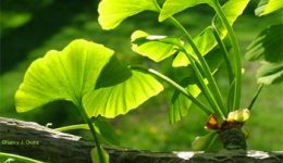 ginkgo biloba