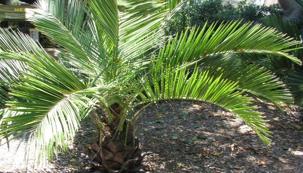 jubaea chilensis