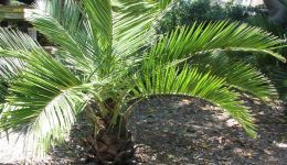 jubaea chilensis