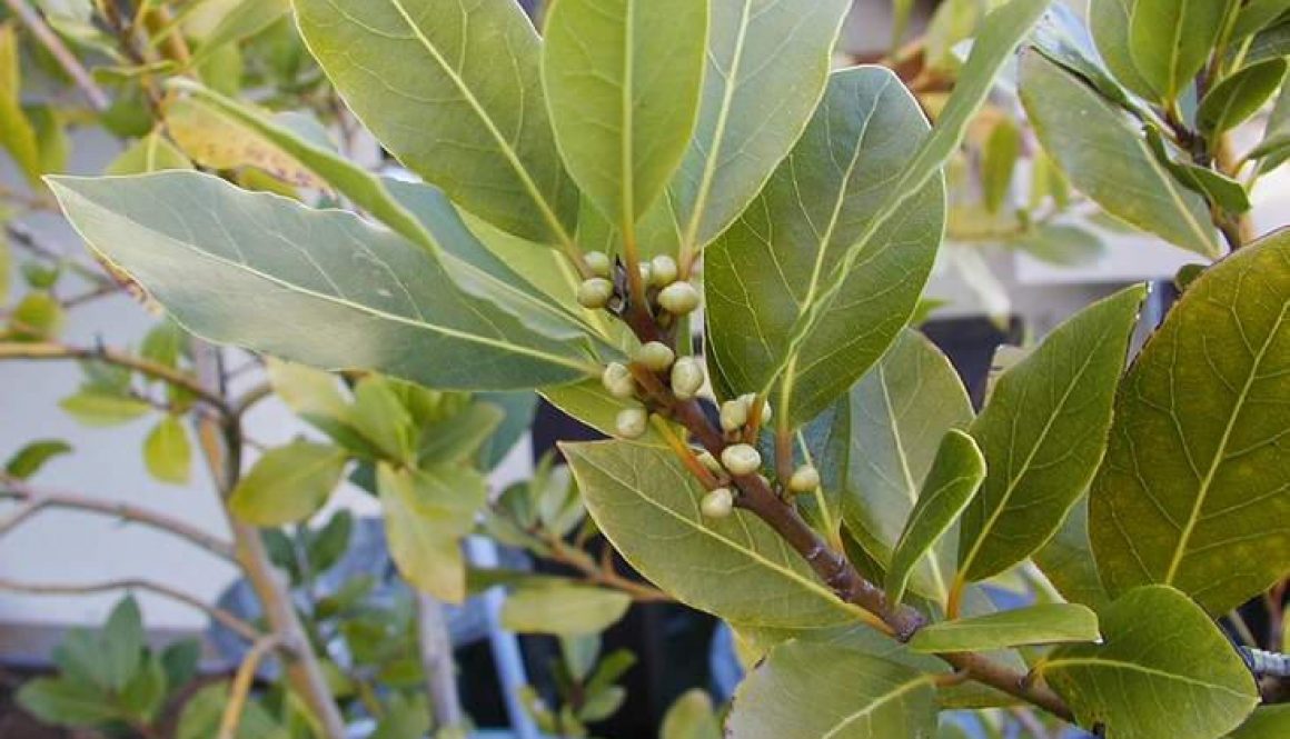laurel-de-comer