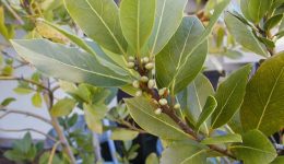 laurel-de-comer