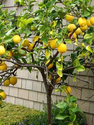 Limonero