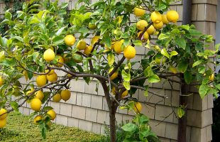 Limonero
