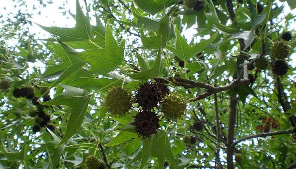 liquidambar_styraciflua