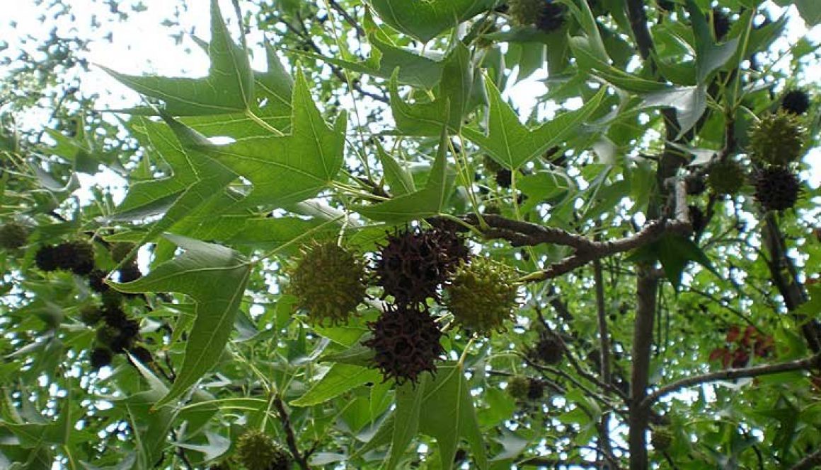liquidambar_styraciflua