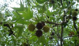 liquidambar_styraciflua