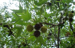 Liquidambar