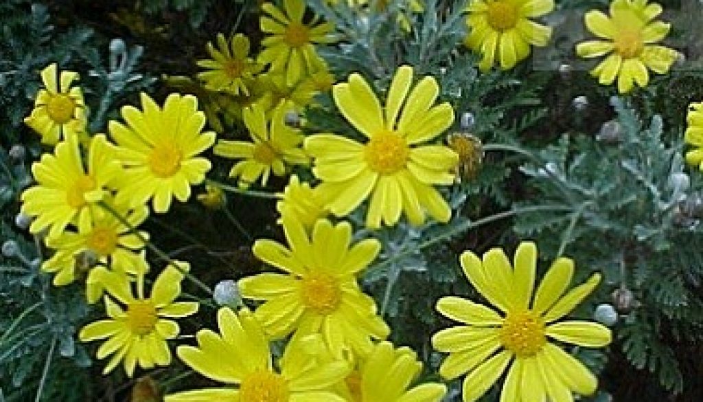 paquerette_amarillo