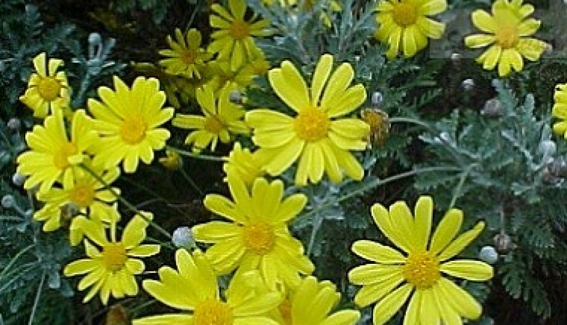 paquerette_amarillo