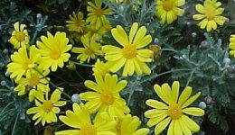 paquerette_amarillo