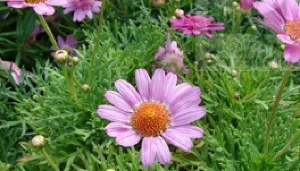 paquerette_rosado