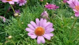 paquerette_rosado