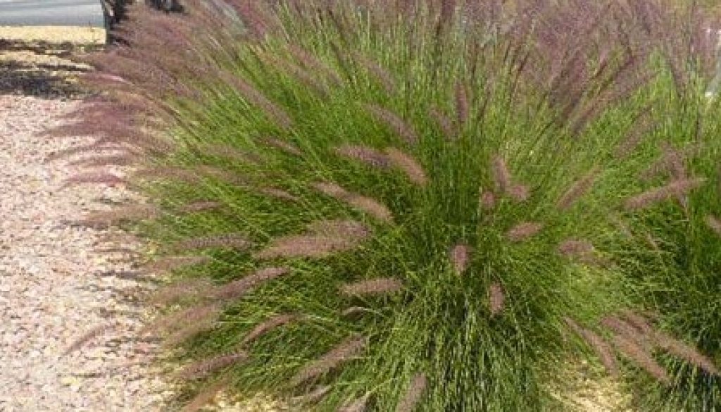 pennisetum_setcaceum