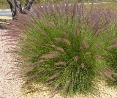 pennisetum_setcaceum