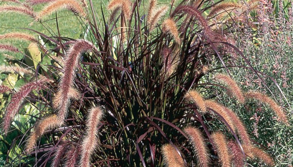 pennisetum_setcaceum_rubrum