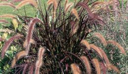pennisetum_setcaceum_rubrum