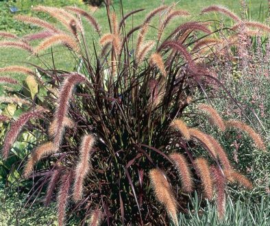pennisetum_setcaceum_rubrum