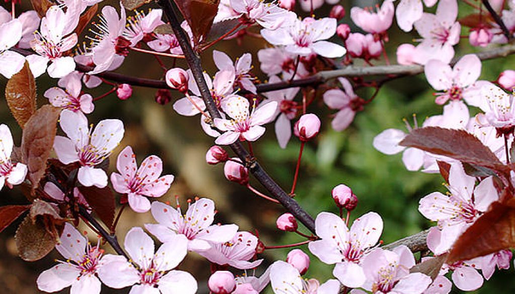 prunus-cerasifera