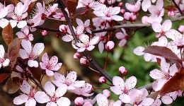 prunus-cerasifera