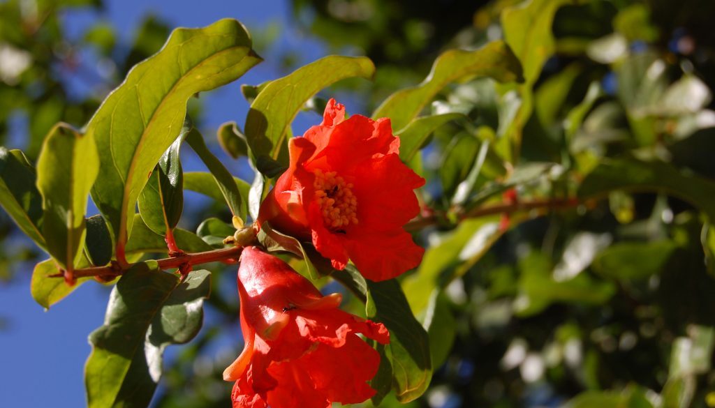punica-granatum
