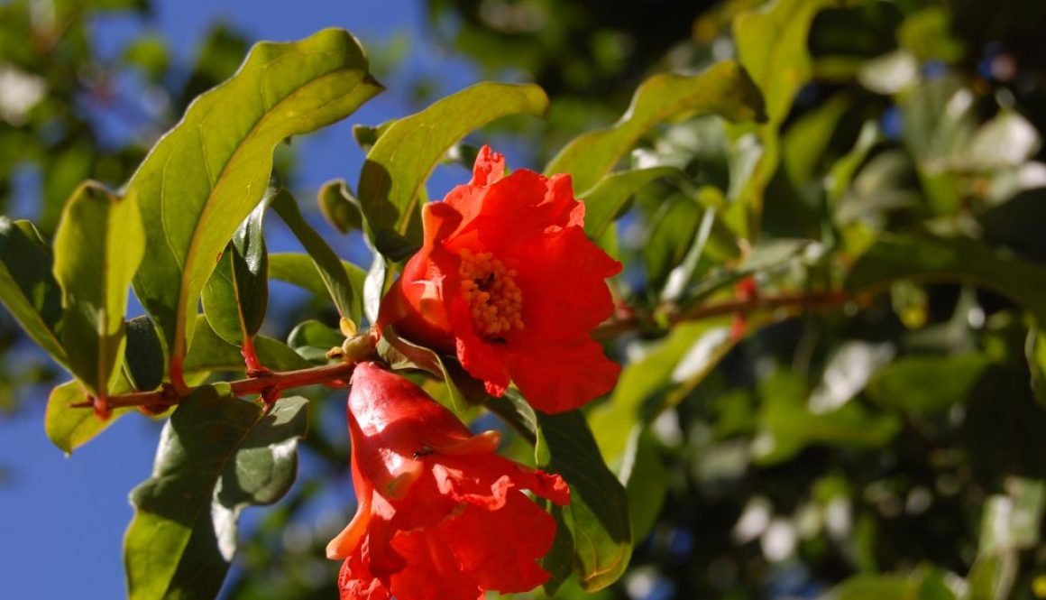 punica-granatum