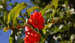 punica-granatum
