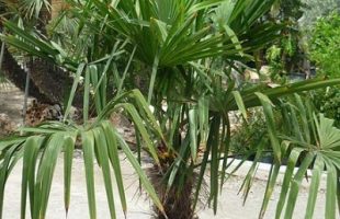 Palmera trachicarpus fortunei