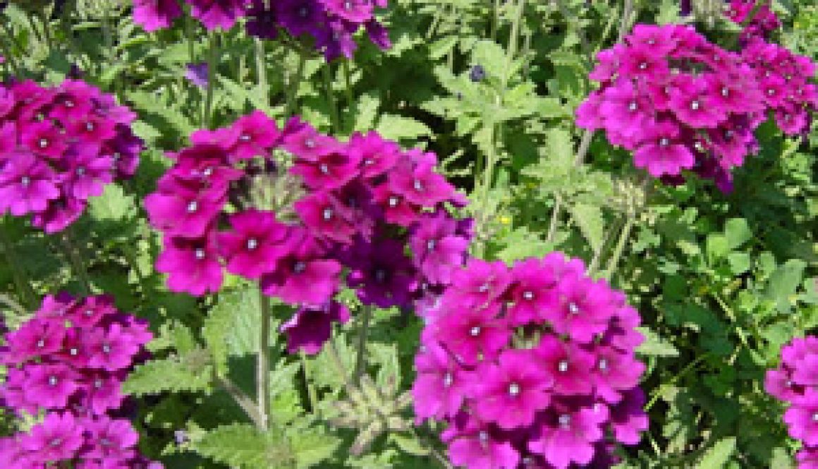verbena hybrida