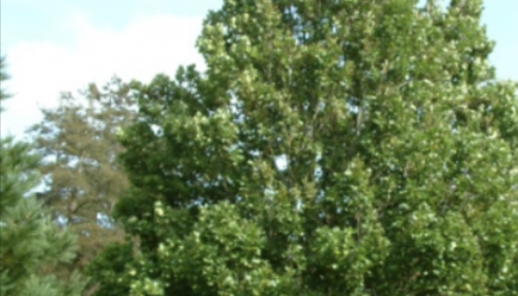 Tulipero