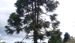 araucaria Brasileña araucaria Brasileña