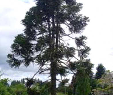 araucaria Brasileña